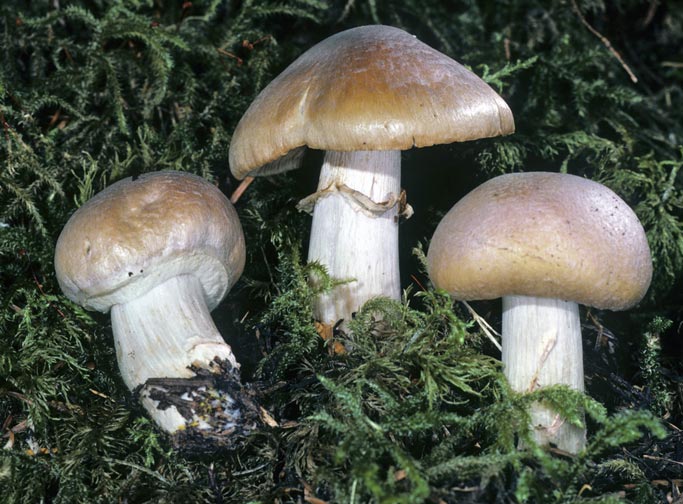 Cortinarius caperatus